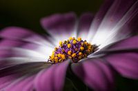 Gros plan d'une fleur d'asticot