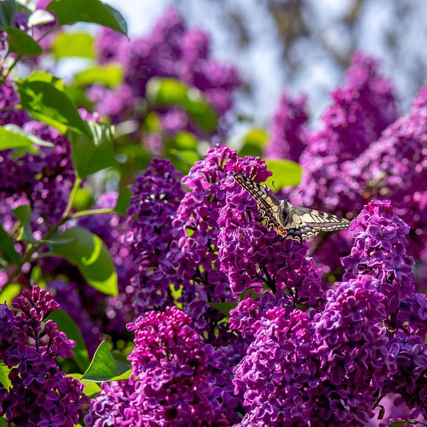 Koninginnenpage vlinder op paarse seringen van Jolanda de Jong-Jansen