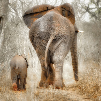 A Mother’s Love