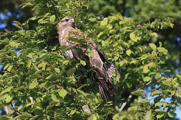 Mäusebussard (Buteo buteo) von Ronald Pol