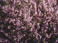 Posbank Heath in bloom 2