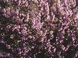 Blühende Posbank-Heide 2 von Eleida-Fotografie