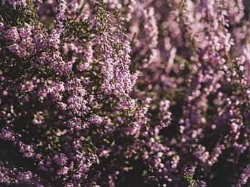 Blühende Posbank-Heide 2 von Eleida-Fotografie