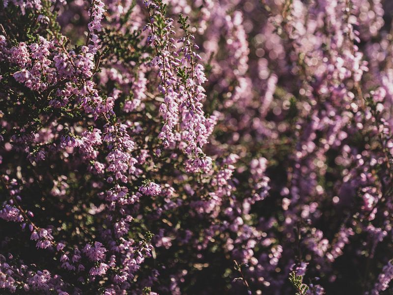 Posbank Heath in bloom 2 by Eleida-Fotografie