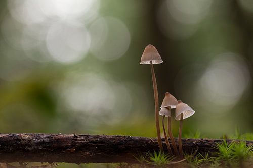 little family mycena