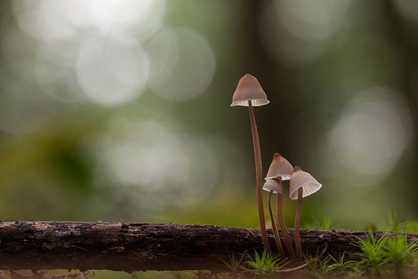 little family mycena by Ron A.B.