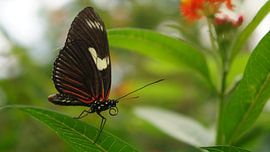 looking at you... van Lieke Elsinga