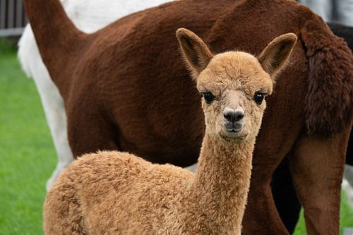 Jeune alpaga