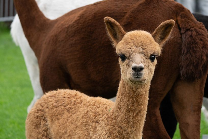 Jonge alpaca van Marcel Jagt