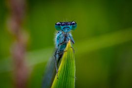 Damselfly on a leaf! by Vienna's Photos