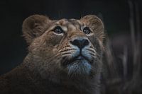 Close-up portrait of beautiful lioness