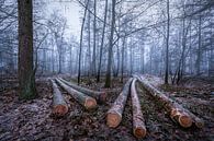 Firewood by Mario Visser thumbnail