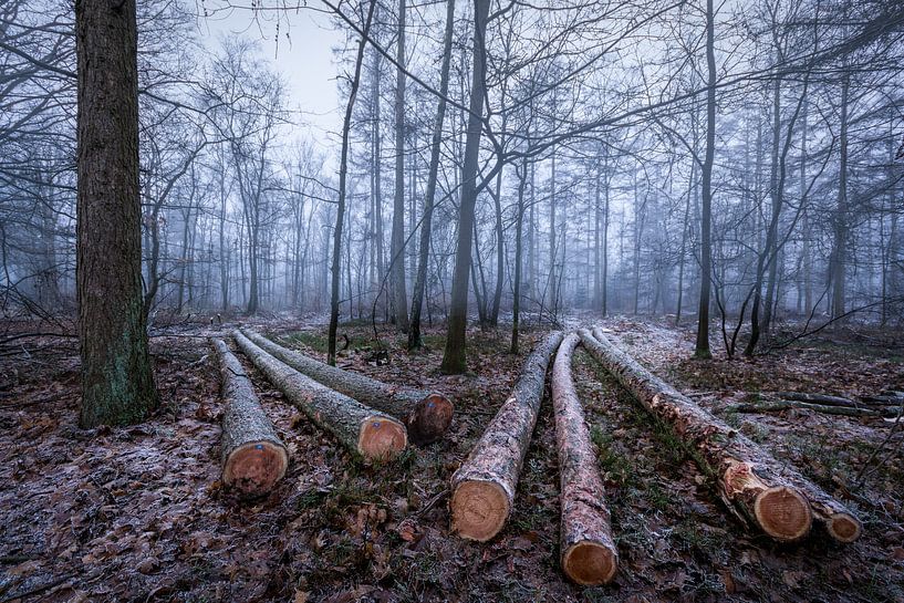 Firewood by Mario Visser