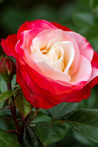 Rose from red to white