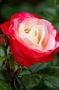 Rose from red to white by Jolanda van Eek en Ron de Jong thumbnail