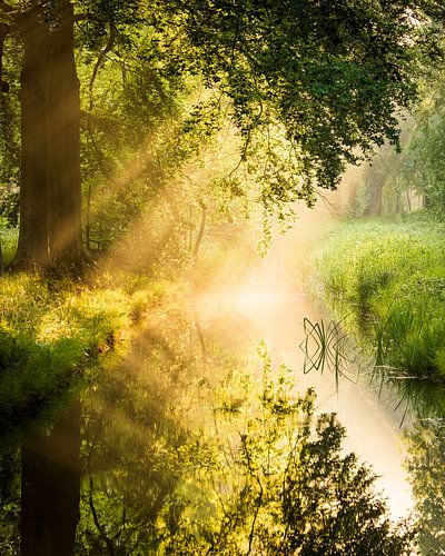 Bomen reflectie in het water bij zonsopkomst | Utrechtse Heuvelrug