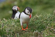 [impressions of scotland] - puffin " no fish :-( " by Meleah Fotografie thumbnail