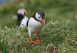 [impressions of scotland] - puffin " no fish :-( " van Meleah Fotografie