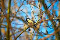 Mésange dans les branches avec ciel bleu