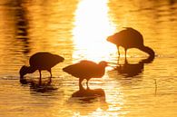 snack before bedtime (glossy Ibis, Camargue France) van Kris Hermans thumbnail