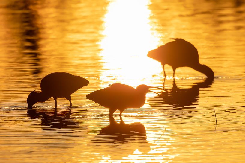 snack before bedtime (glossy Ibis, Camargue France) van Kris Hermans