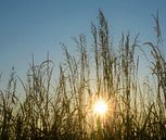summer sun by A'da de Bruin thumbnail