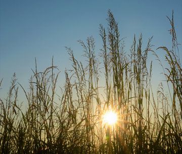 zomerzon van A'da de Bruin