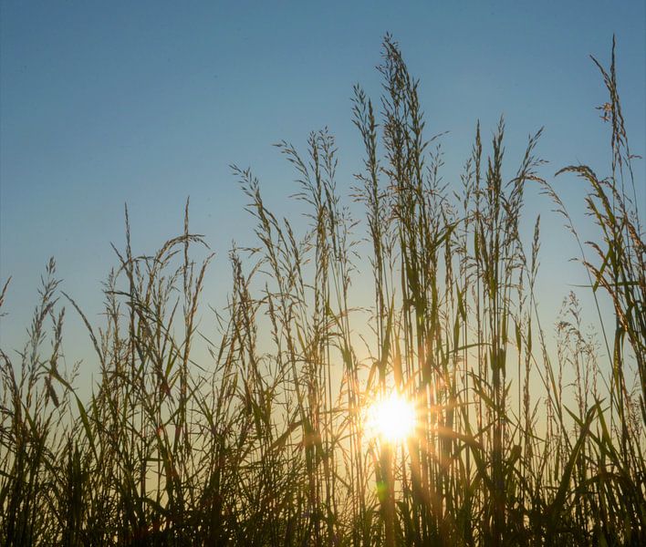 summer sun by A'da de Bruin