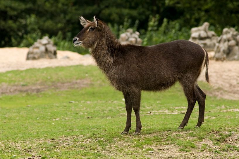 Ellipse Waterbuck : le zoo royal des citoyens par Loek Lobel
