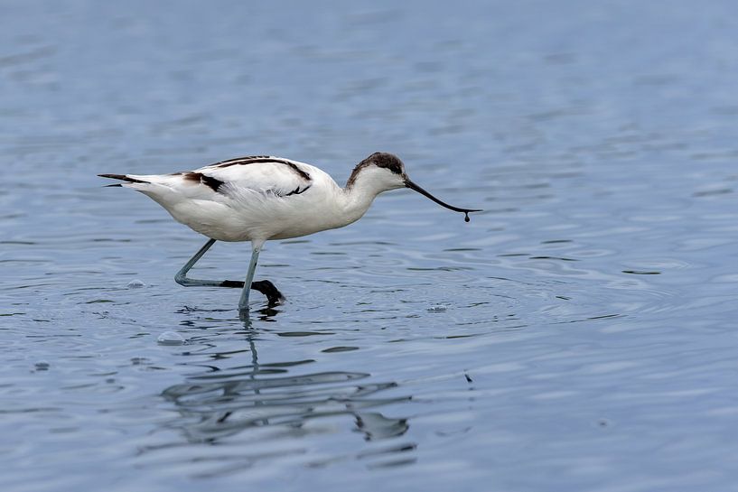 Avocet (Recurvirostra avosetta) by Dirk Rüter