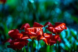 rote Tulpen
