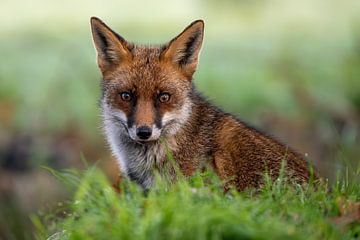 Fuchs in der Natur schön für die Wand von Gianni Argese