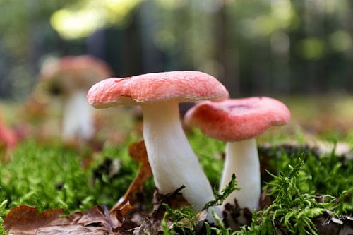 Duo de champignons