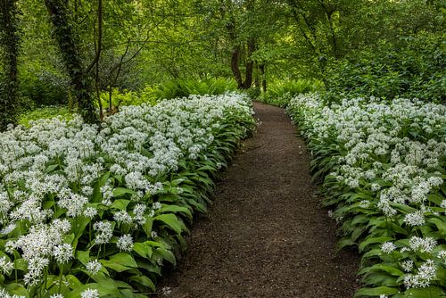 Daslook in het Amsterdamse Bos