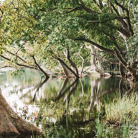 Bäume Reflexion im See - Sri Lanka Reisefotografie drucken von Freya Broos