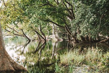 Bomen reflectie in meer - Sri Lanka reisfotografie print van Freya Broos