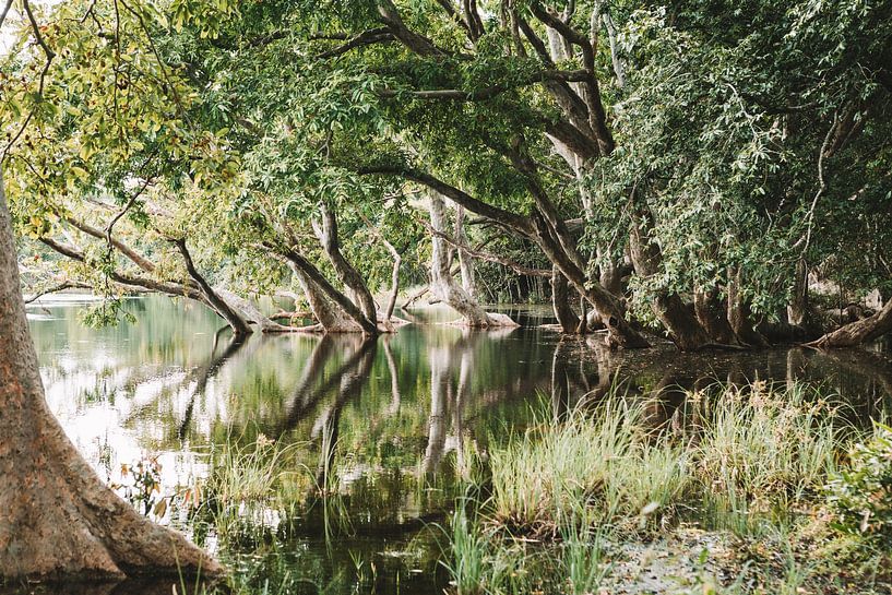 Reflet d'arbres dans un lac - Sri Lanka : tirage photo de voyage par Freya Broos