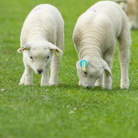 little lambs sur Kees vd Heijden