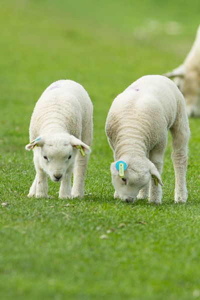 little lambs van Kees vd Heijden