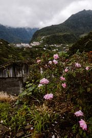 Blooming in the Mist