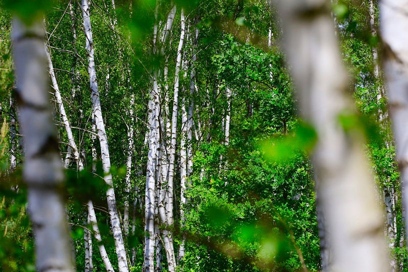 Birches by Thomas Jäger