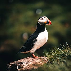 Puffins d'Islande 1 sur swc07