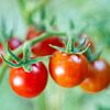 Cherry Tomato Cluster on Vine by Iris Holzer Richardson