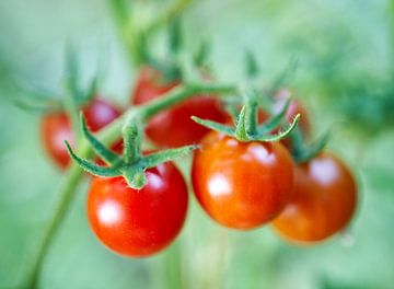 Cherry Tomato Cluster am Rebstock von Iris Holzer Richardson