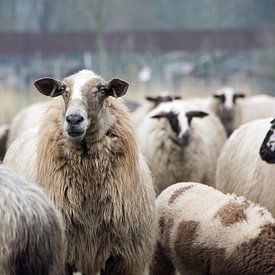 Schafe von Jelmer Pouwelsen