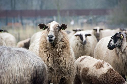 Schafe