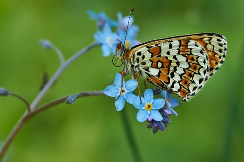 Veldparelmoervlinder