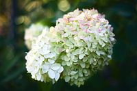Hortensia paysan dans la lumière du matin