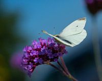 vlinder