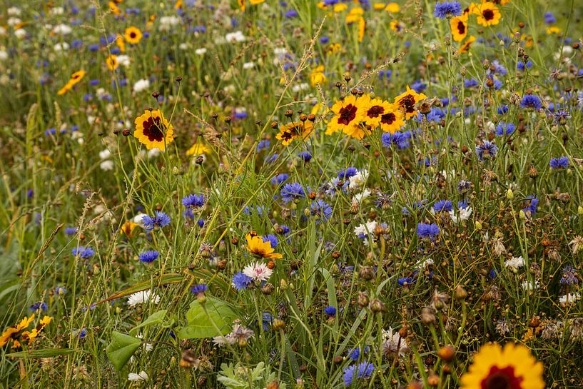 Wilde bloemen in het weiland van Bram Lubbers